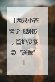 两只小苍鹭学飞刮伤，管护员紧急“送医”